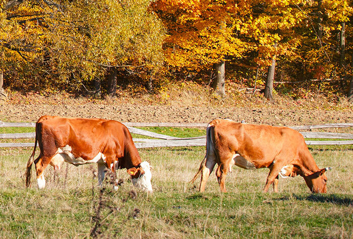 Cows grazing in a pasture.