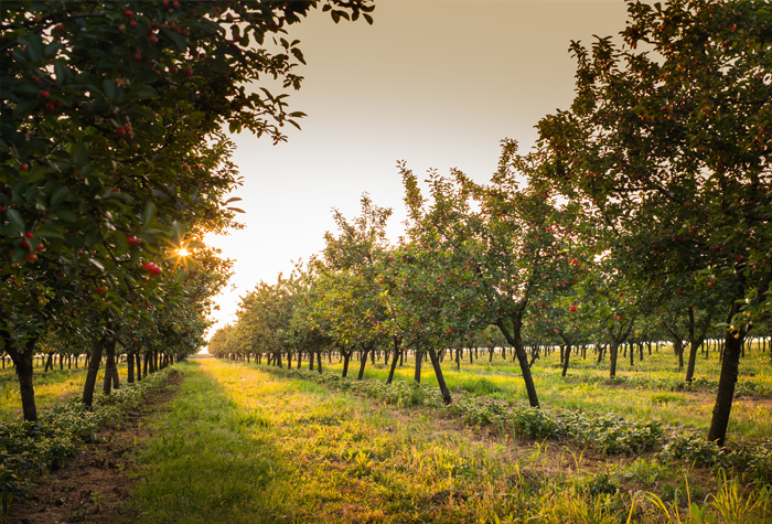 A large orchard with rows and rows of fruit trees.