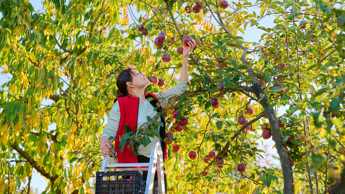 A woman picking apples in an orchard.