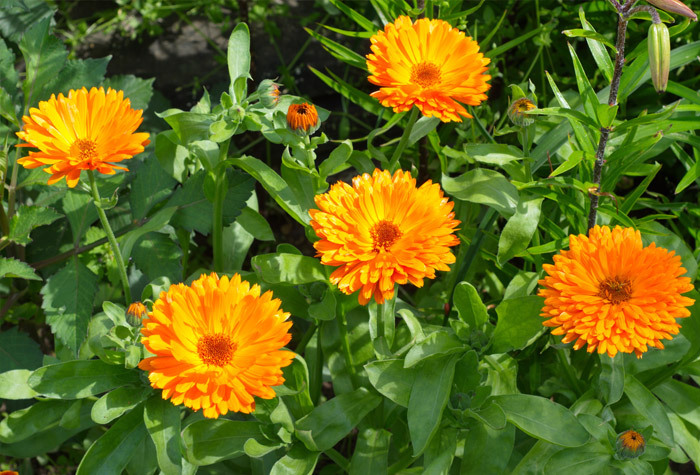 A blooming Calendula plant growing in the garden.