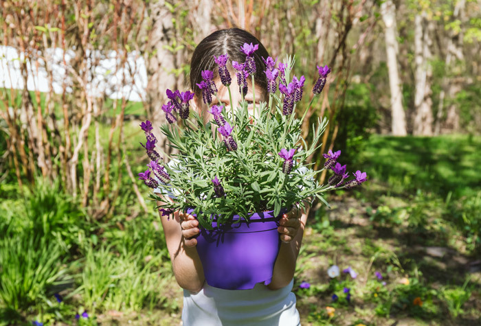 Lavender in a pot being held by a little kid.