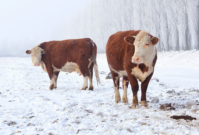 Two cows standing in a snowy field.