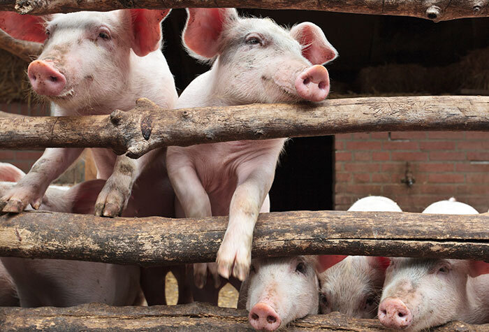 A group of pigs leaning on the fence posts of their pen.