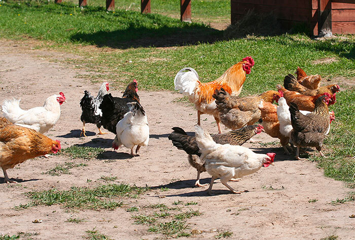 A group of varying breeds of chickens walking in a yard.
