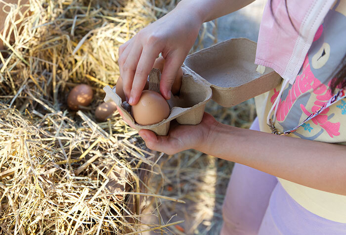 A young child gathering eggs from the chicken coop.