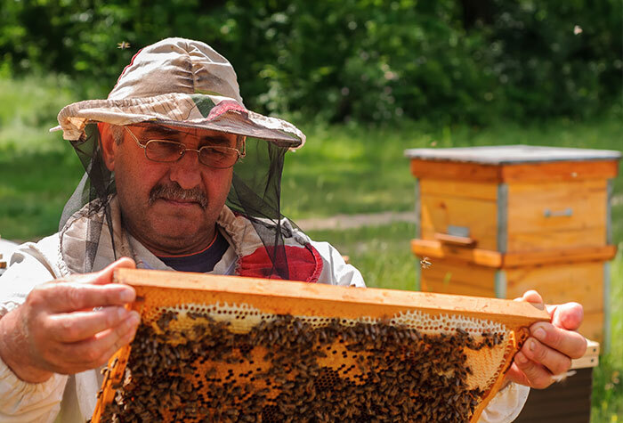 A man collecting honey from his beehives.