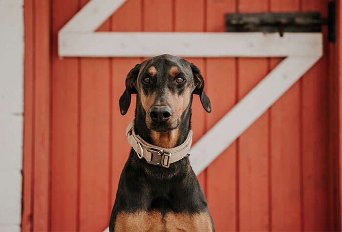 A large dog sitting in front of a barn door.