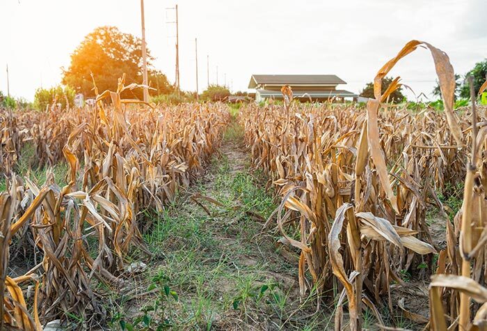 A field of dying cornstalks.