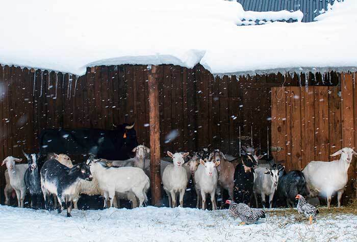 A group of goats, chickens, and cows taking shelter from a winter storm.