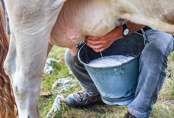 A man milking a cow on the homestead.