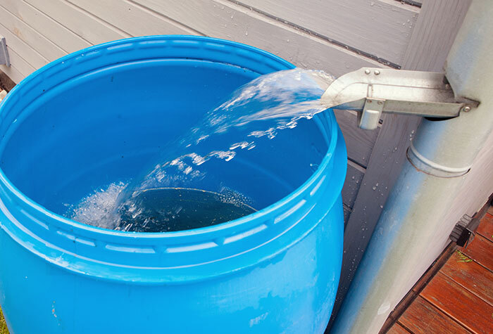 A large rain barrel collecting water from a gutter downspout. 