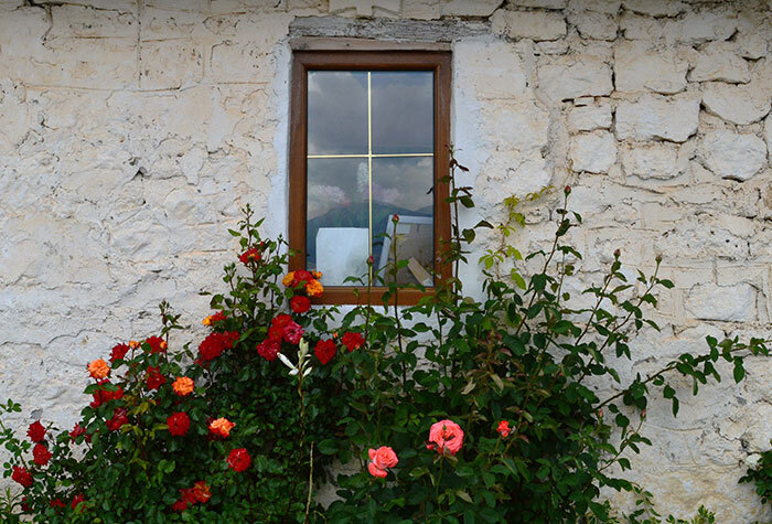 Rose bushes planted under a window to deter intruders.