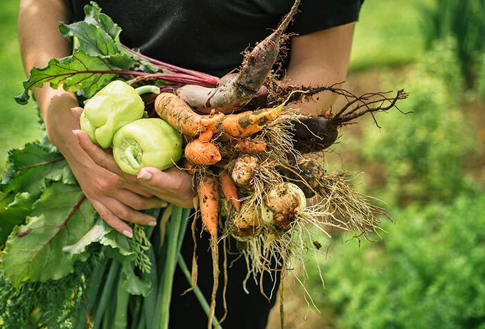 A woman gathering her harvest from her homestead garden.