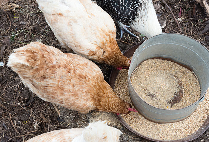 Chickens eating out of a feeder.