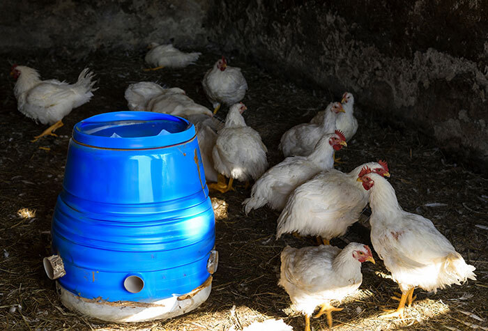 Chickens eating from a DIY chicken feeder.