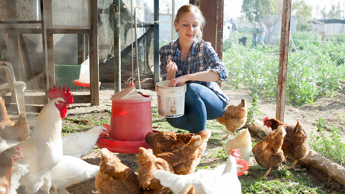 A woman spreading chicken feed in the chicken coop.