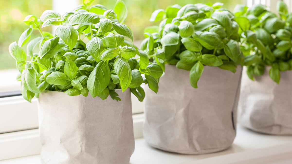 Three fabric bags filled with lush, green basil plants. The bags are sitting on a white windowsill.