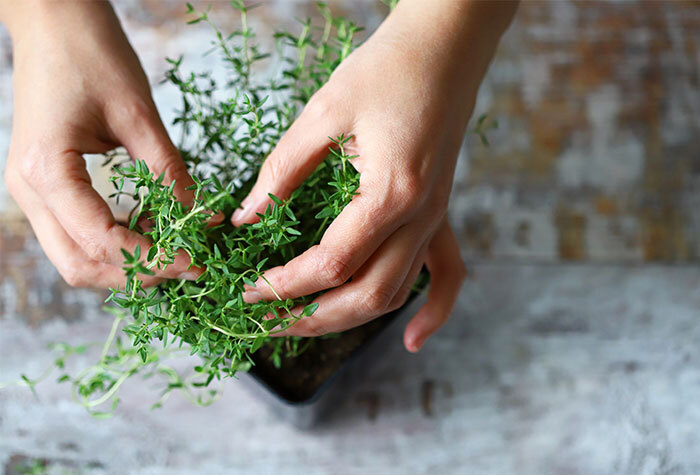 A person pruning their potted kitchen herbs.