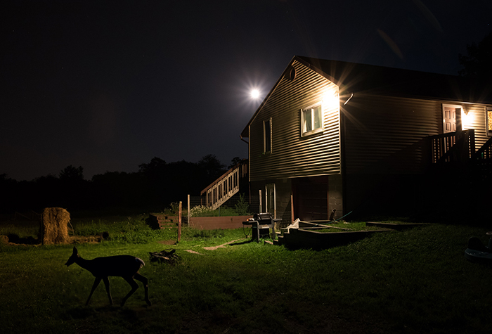 Automated security spotlights turning on at the presence of a deer.