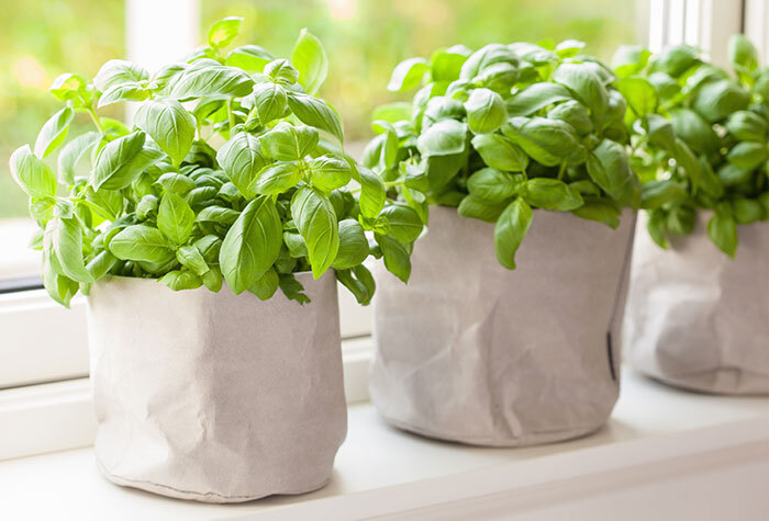 Three fabric bags filled with lush, green basil plants. The bags are sitting on a white windowsill.