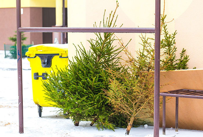 Two green pine trees against the exterior wall of a building, lined up for recycling.