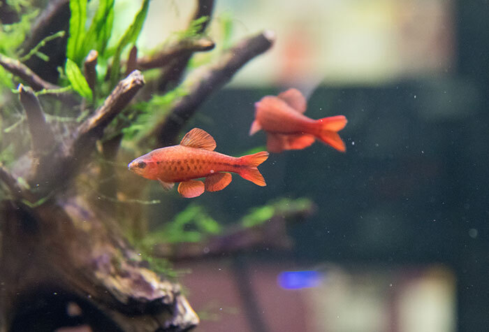 Two orange fish swimming in a tank with a brown and green plant.