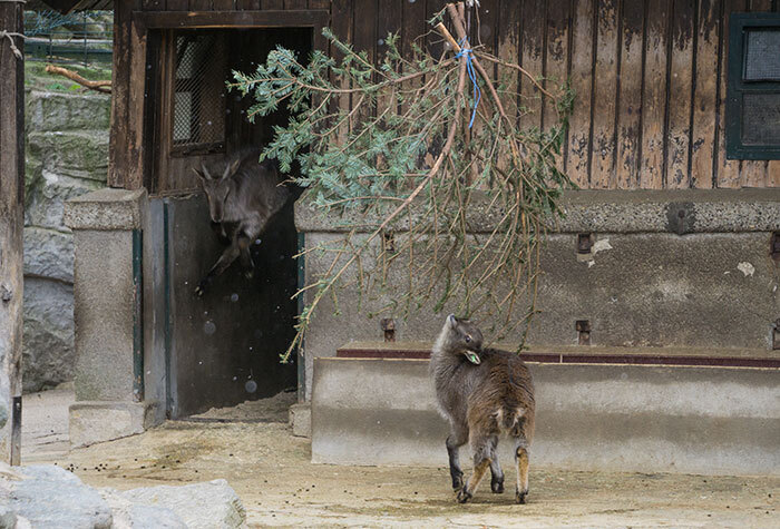 A small, gray goat eating from a pine tree next to a barn building.