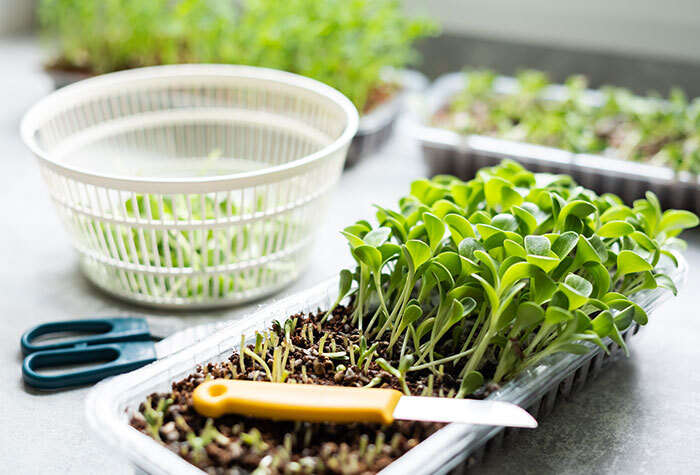 A tray of fresh microgreens on a concrete countertop. A knife and scissors lay beside it, as well as a strainer bowl.